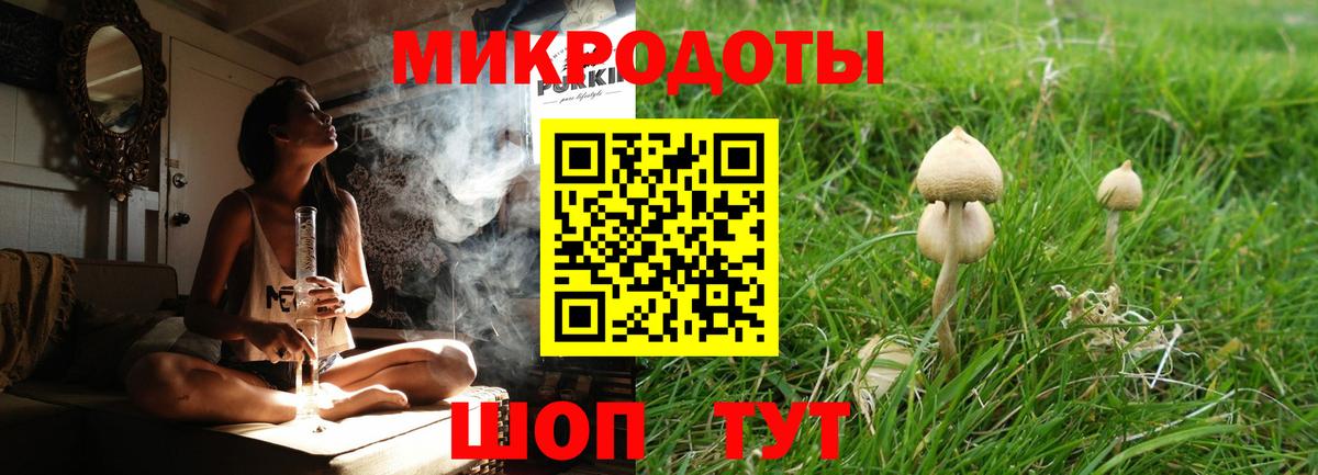 Псилоцибиновые грибы Psilocybe Ачхой-Мартан